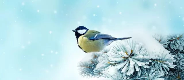 Horóscopo para Segunda-feira 2 Fevereiro 2026