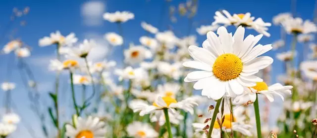 Horóscopo para  Domingo 15 Março 2026