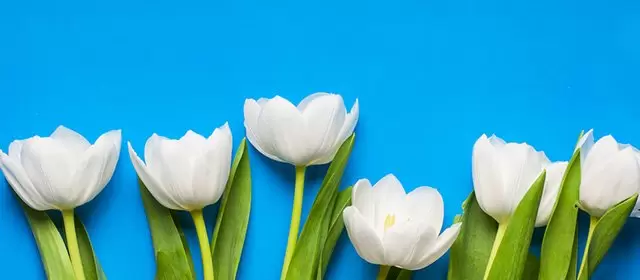 Horóscopo para Quarta-feira 18 Março 2026