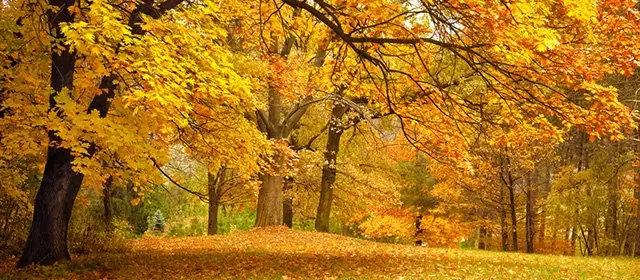 Horóscopo para Segunda-feira 10 Novembro 2025